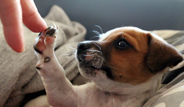 Dog giving a high five to someone's finger