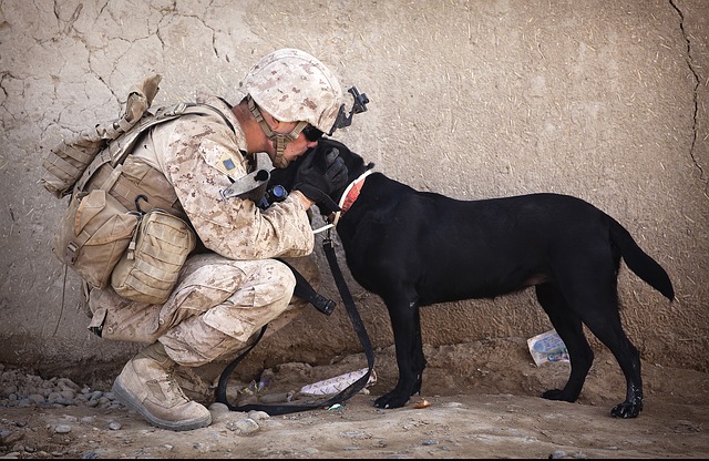 Military soldier in a desert petting a Labrador dog